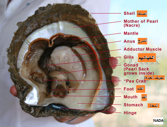 مدونة مختبر العلوم: oyster anatomy تشريح المحار