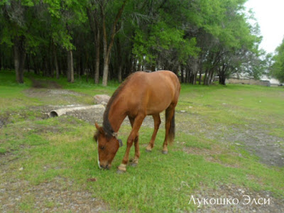 конь,,,лошадь....?