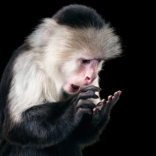 Animals Like Human Animals Like Human