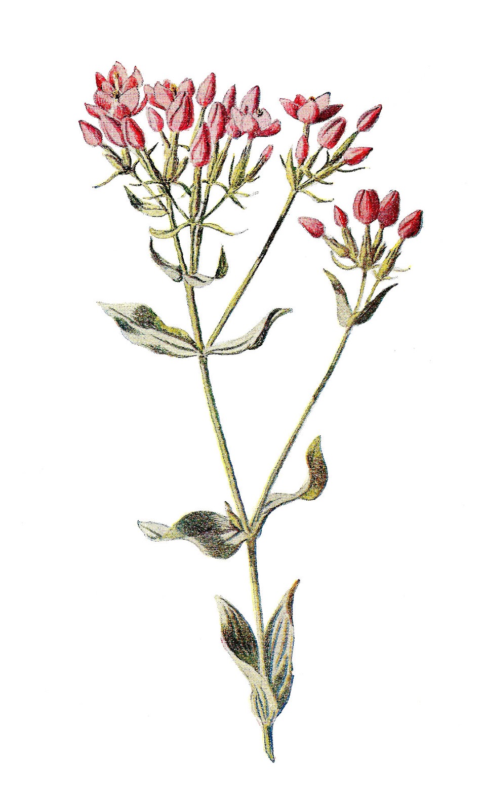 Antique Images: Vintage Wildflower Digital Download of Flower