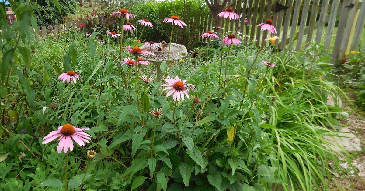 The Messy Gardener Purple Coneflowers and Shasta Daisies