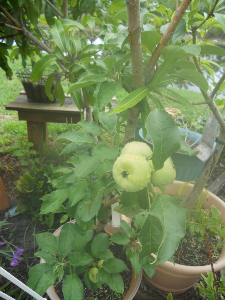 Gardening In South Florida Growing Apples in South Florida
