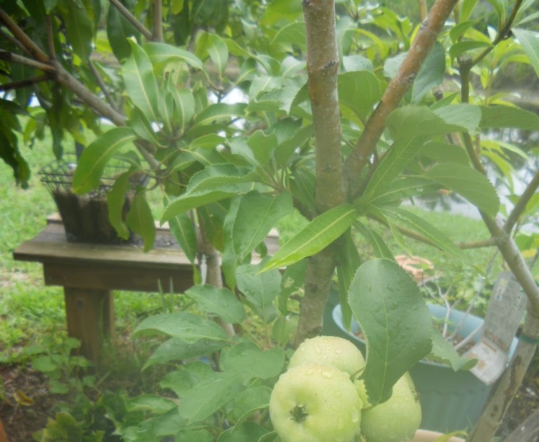 Gardening In South Florida Growing Apples in South Florida