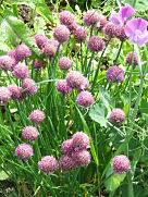 Giant chives