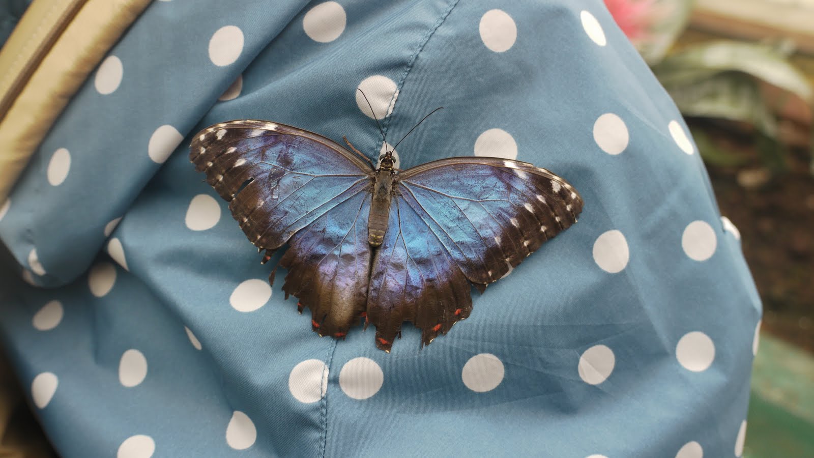 Blenheim Palace Butterfly House Britain All Over Travel Guide