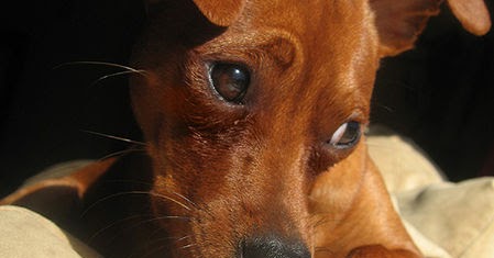 Not Fair! Even Dogs Know the Importance of Gift-Equity