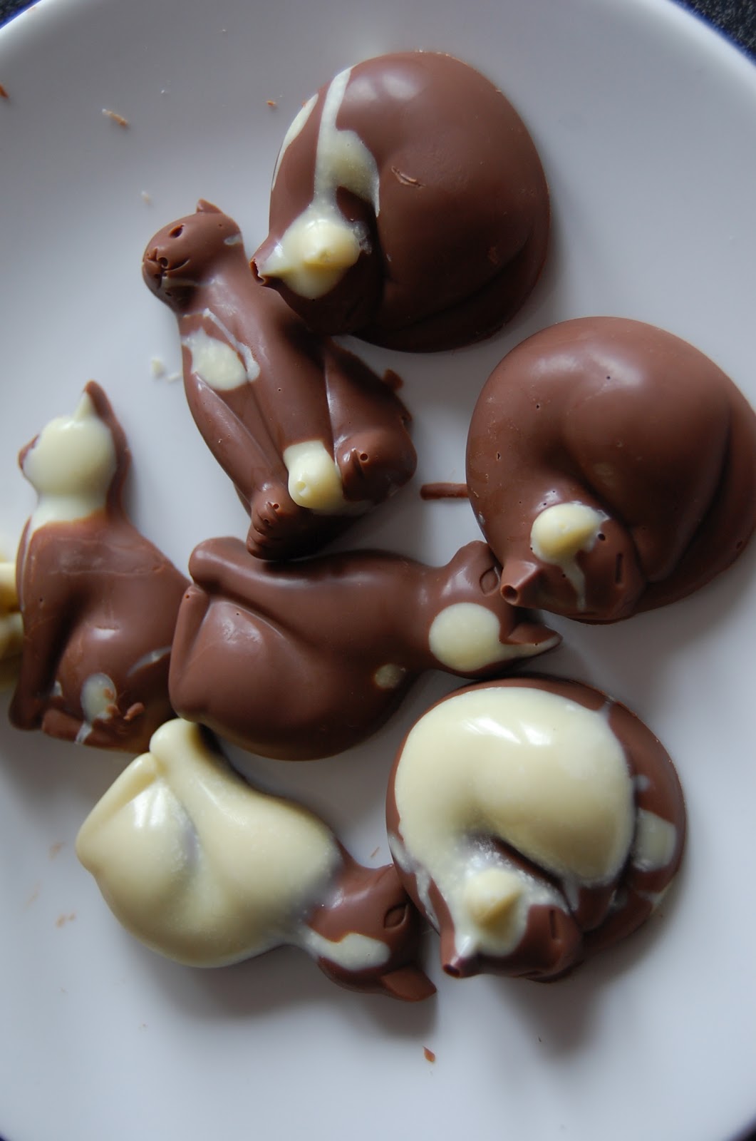 Chocolate Cats! Hello, Terri Lowe