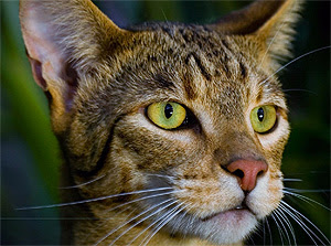 Cute&Cool Pets 4U: Royal Ashera Cat Pictures