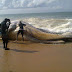 A Large Dead Fish Washes Up The Shores of Alpha Beach in Lagos