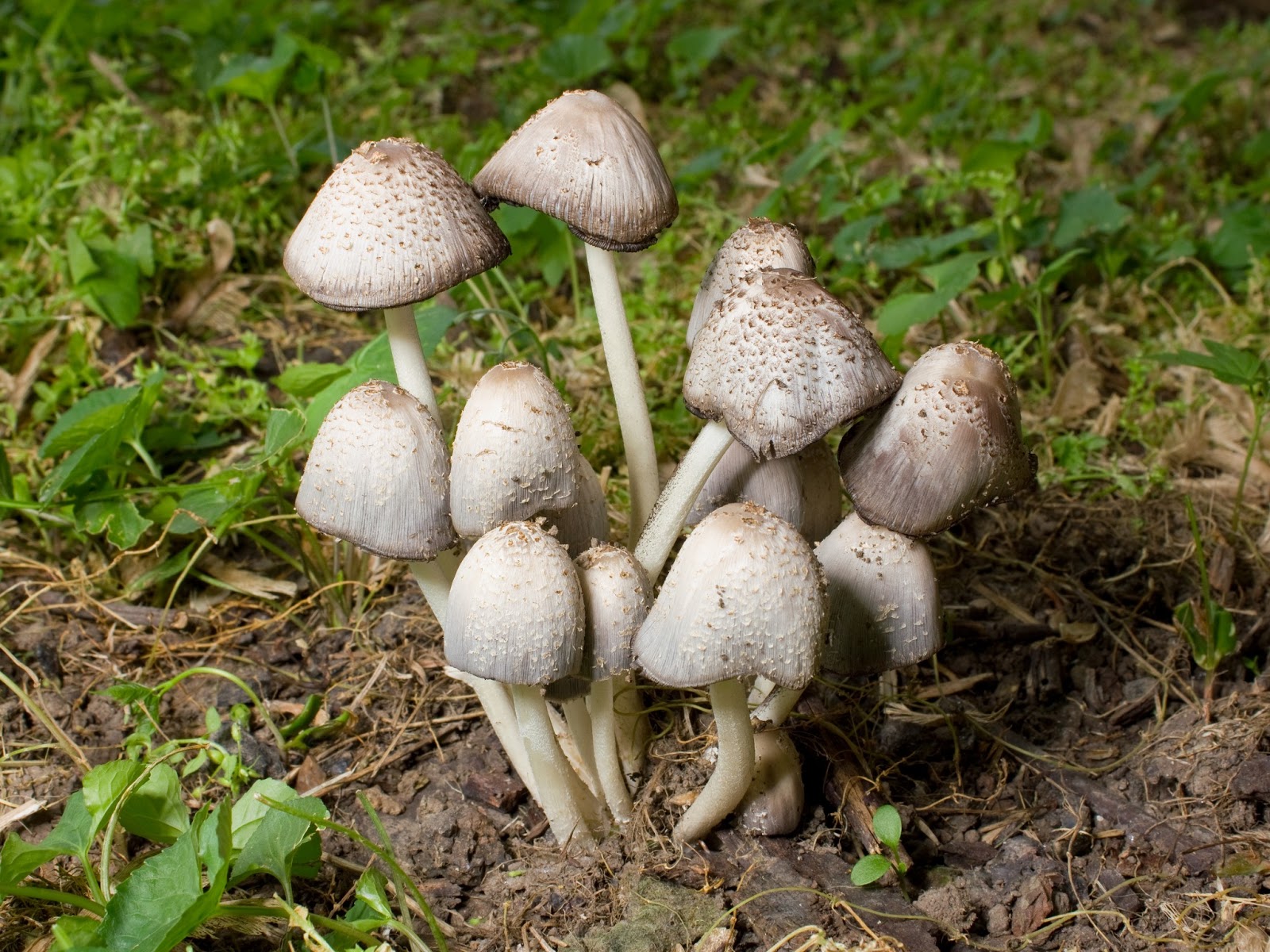 Can Dogs Dogs Eat Mushrooms Can Dogs Dogs Eat Mushrooms