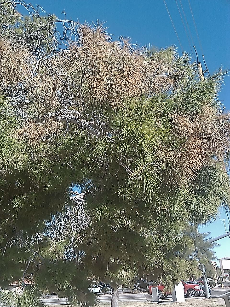 Blooming Deserts Rick S Garden And Landscape Blog Aleppo Pine Blight