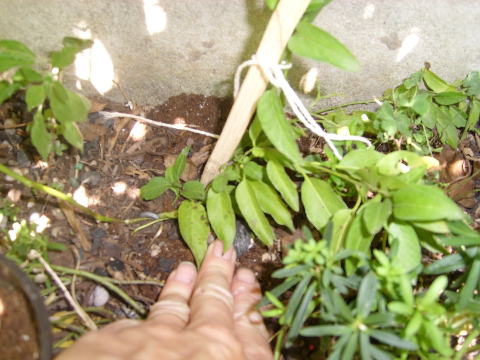 planter une branche de jasmin