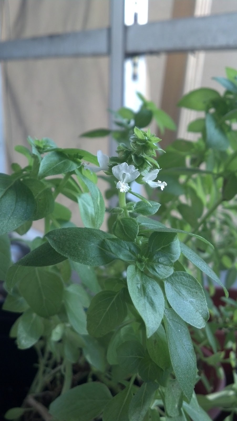 Back to the Basics! Fresh Basil Tincture