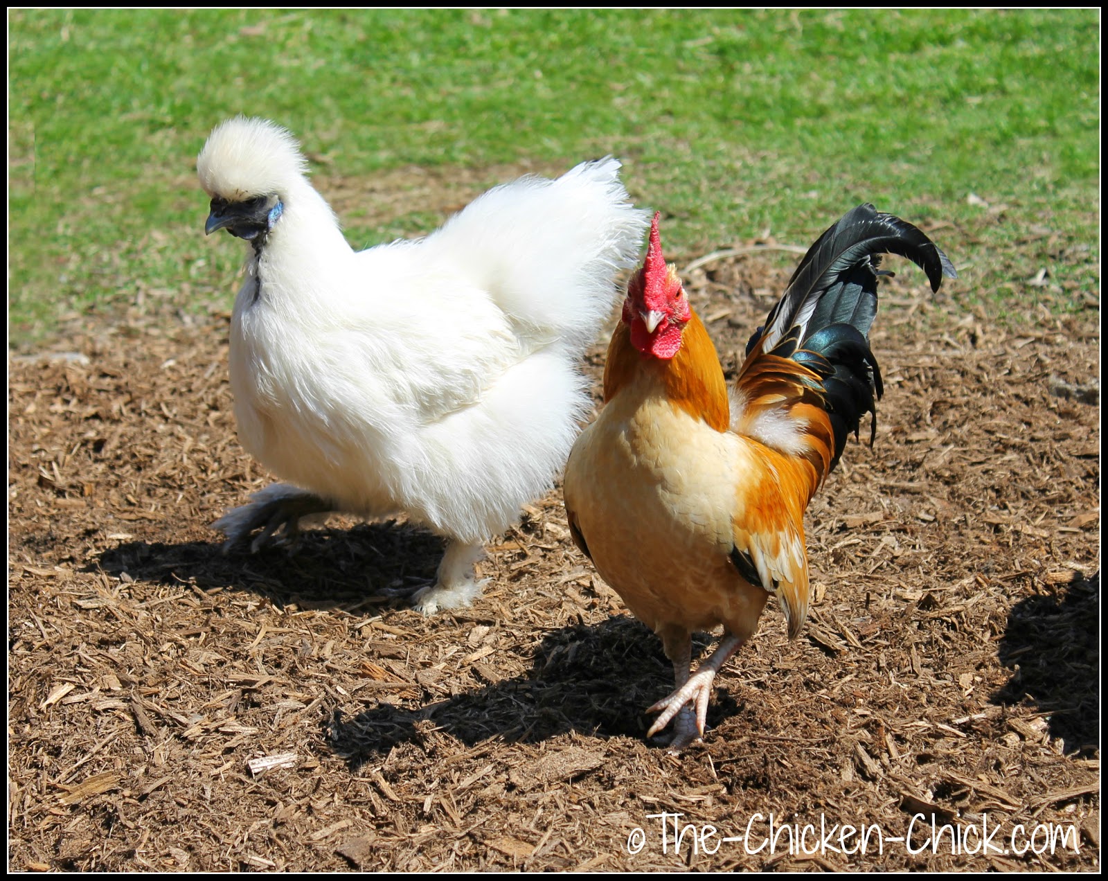 The Chicken Chick® Flock Focus Friday with The Chicken Chick 4/25/14