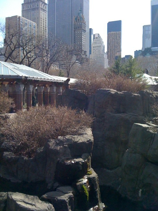 central park zoo penguins. central park zoo penguins. central park zoo penguins.
