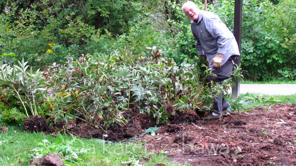 Brueckner Rhododendron Gardens Transplanting Peonies Rejuvenating