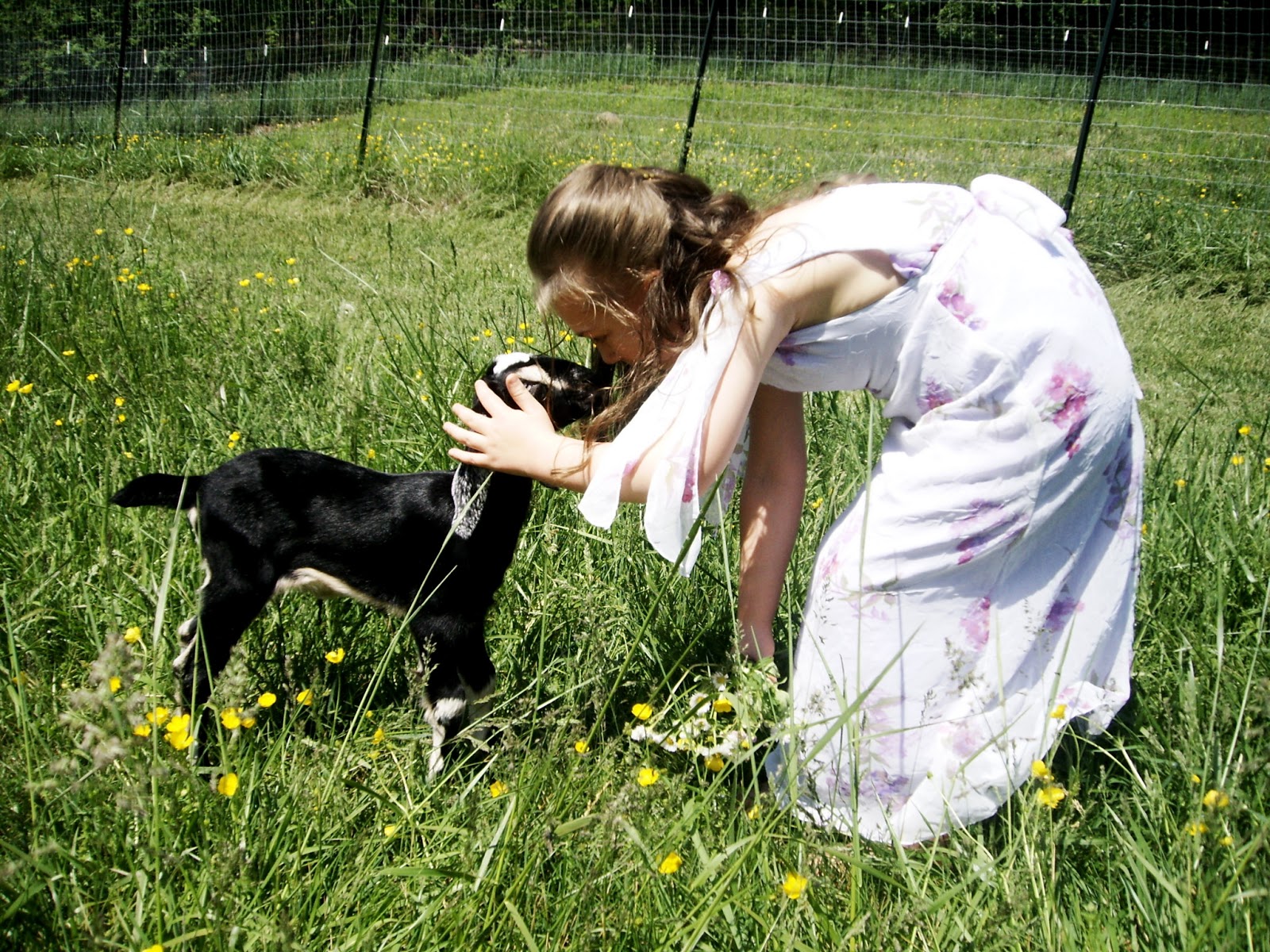 Sanctuary Farm Feeding Newborn and Kid Goats