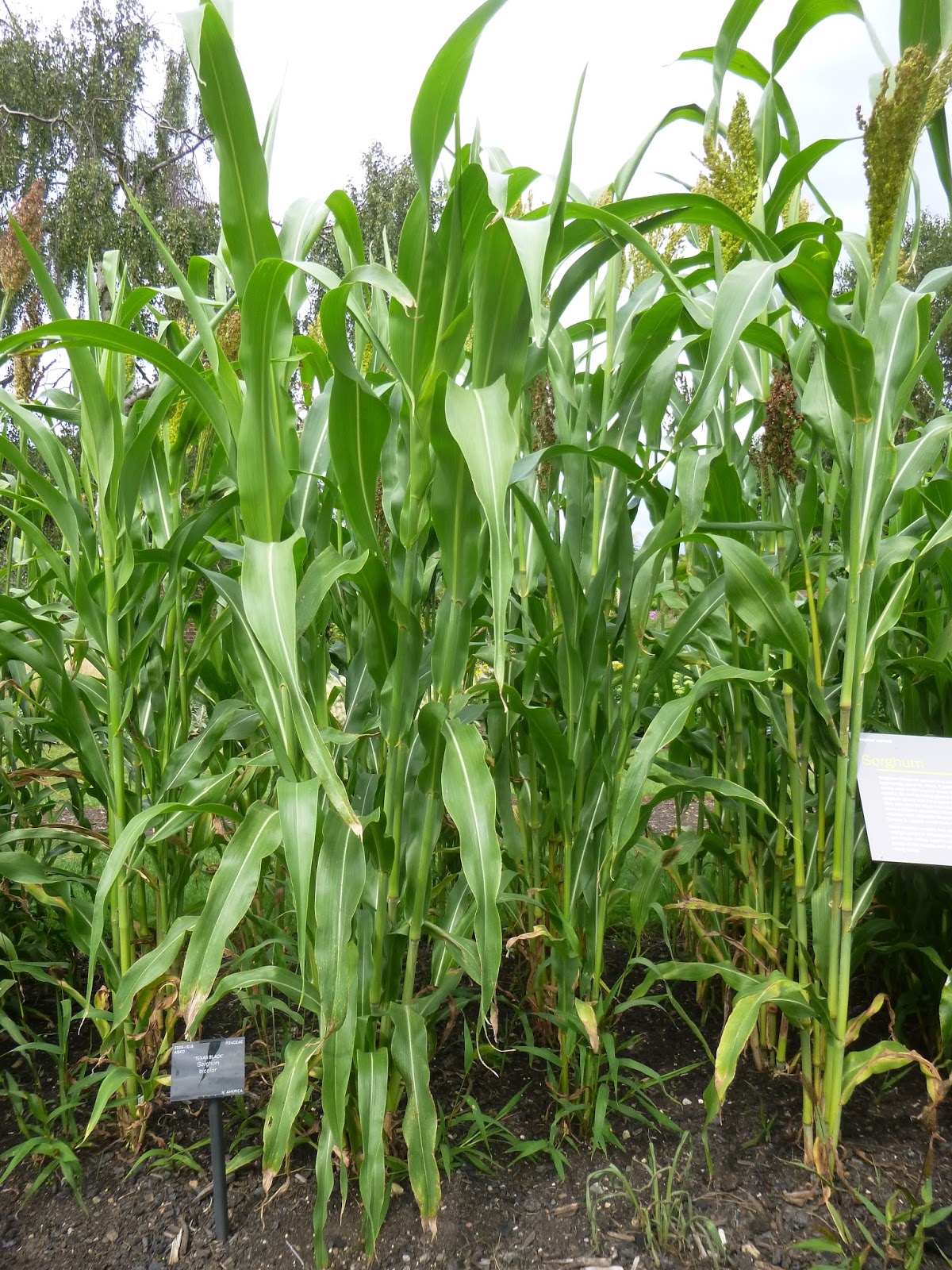 Love Joy And Peas Dahlia Marigolds Zinnia Butterfly Bush And