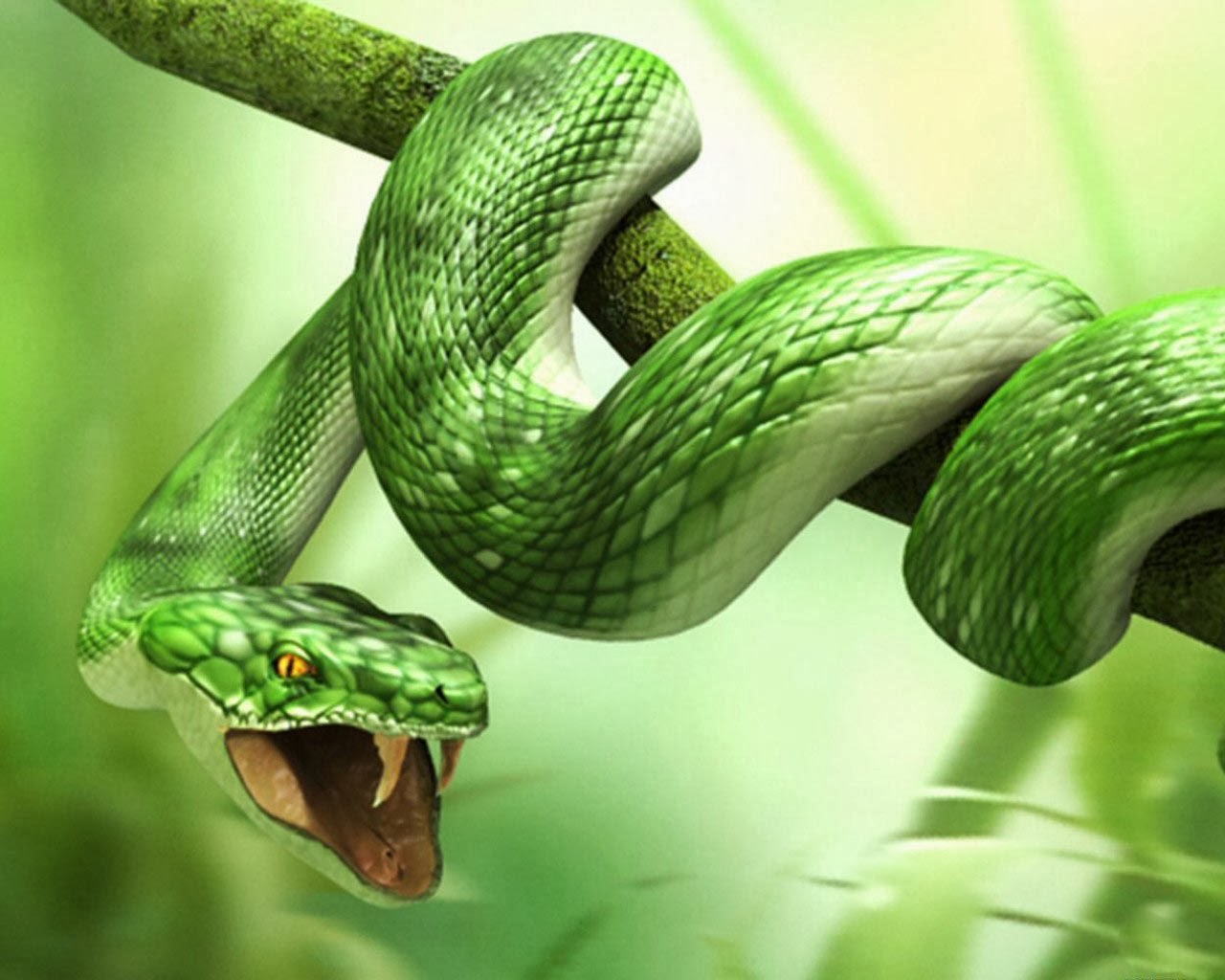Snake Hd Funny Wallpapers Funny Wallpapers
