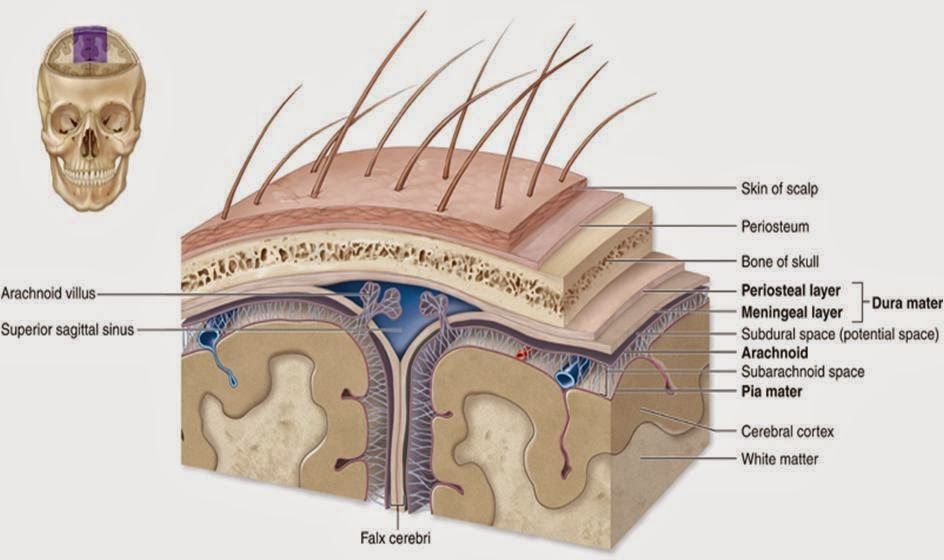Sistem Saraf Pusat Manusia