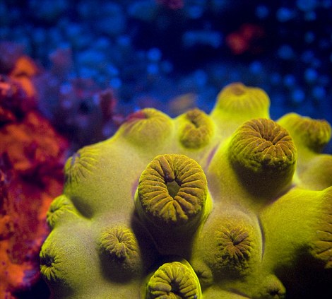 صور ولا أروع من أعماق البحر الأحمر Fluorescent+lights+09