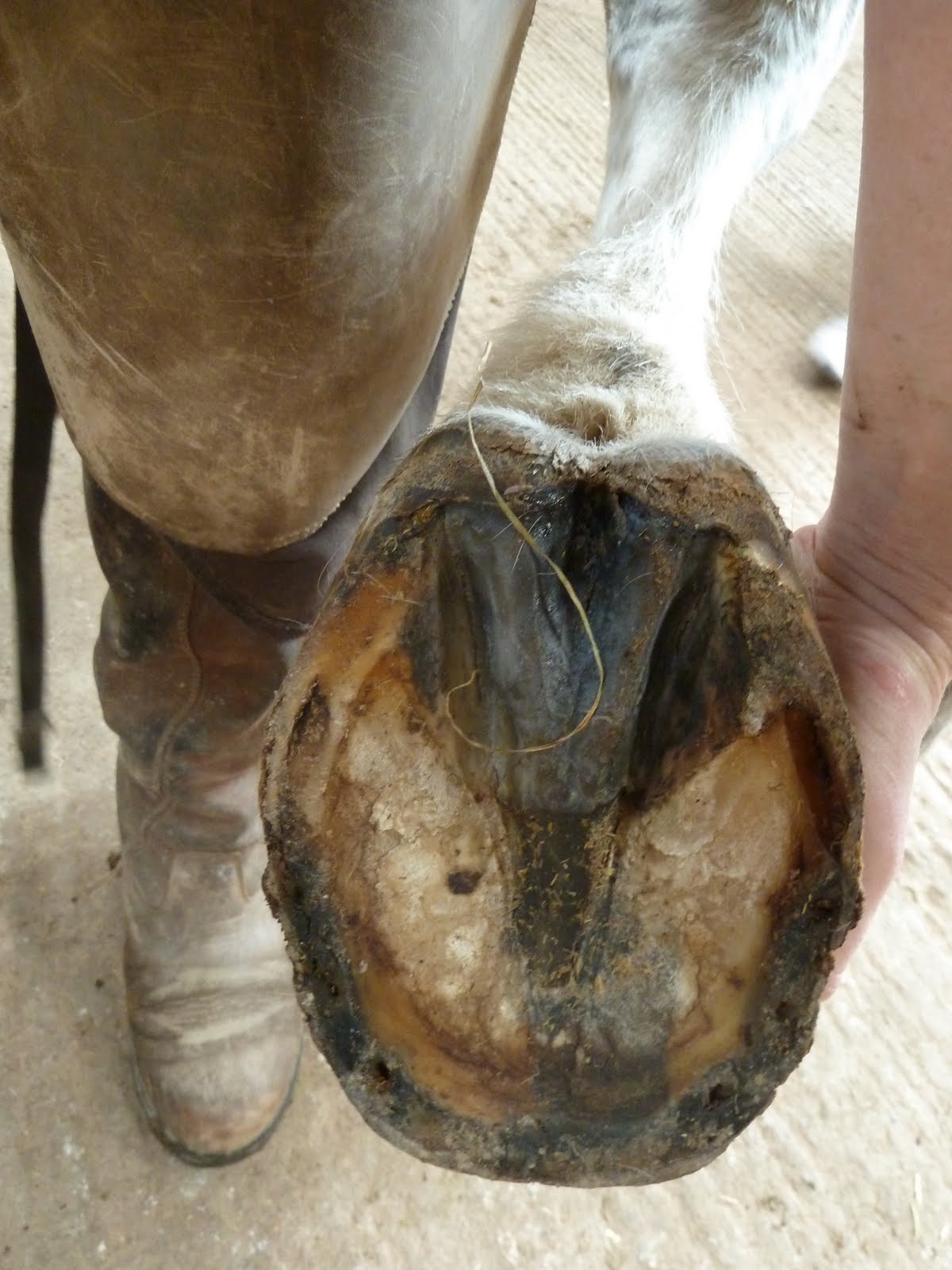 Rockley Farm The horse with the wedges continued!