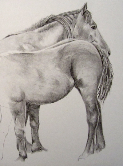 Mes portraits d'animaux D%25C3%25A9but+chevaux+fusain