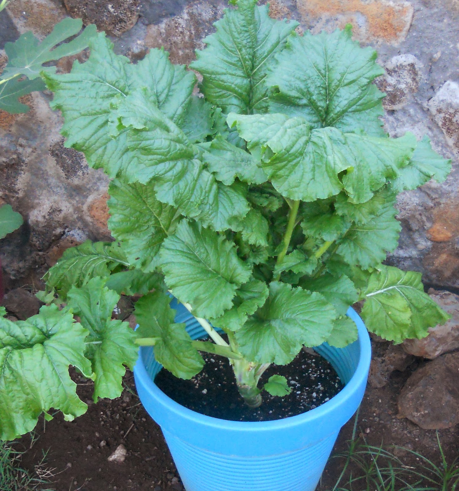 A Kitchen Garden in Kihei Maui Growing Cima di Rapa A Kitchen Garden in Kihei Maui Growing Cima di Rapa