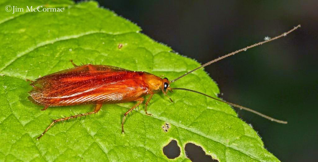 Ohio Birds and Biodiversity Katsaridaphobics beware!