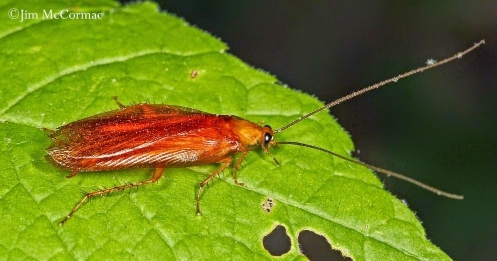 Katsaridaphobics beware! Ohio Birds and Biodiversity