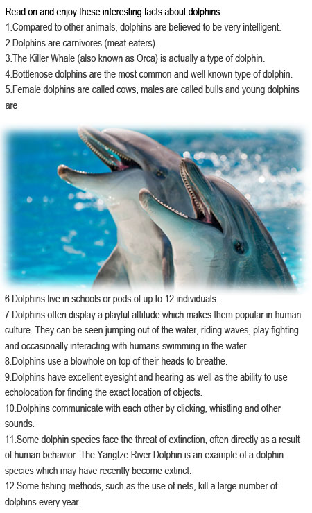 Facts about dolphins for kids