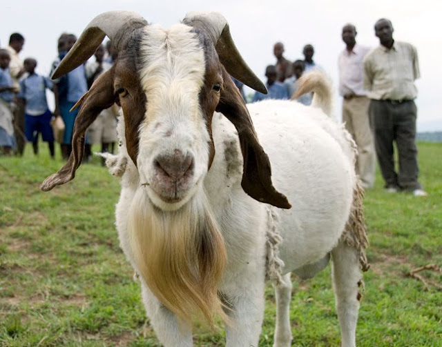 billy-goat-3.jpg