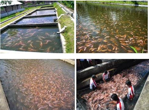 Budidaya Ikan Nila Yang Menguntungkan Peluang Usaha Rumahan