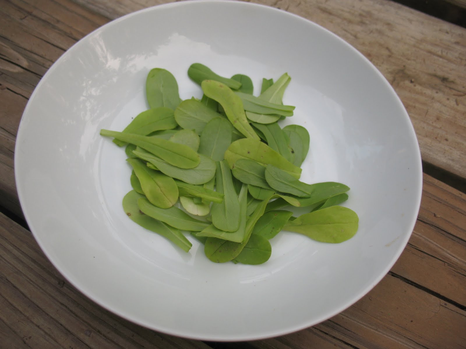 Sensible Survival Edible Wild Plants Lamb's Lettuce