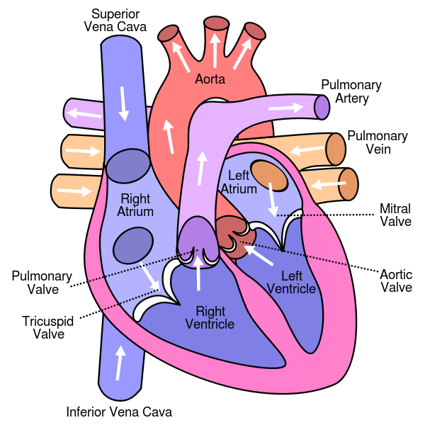 Nature Health at Home How to Strengthen the Heart Valves