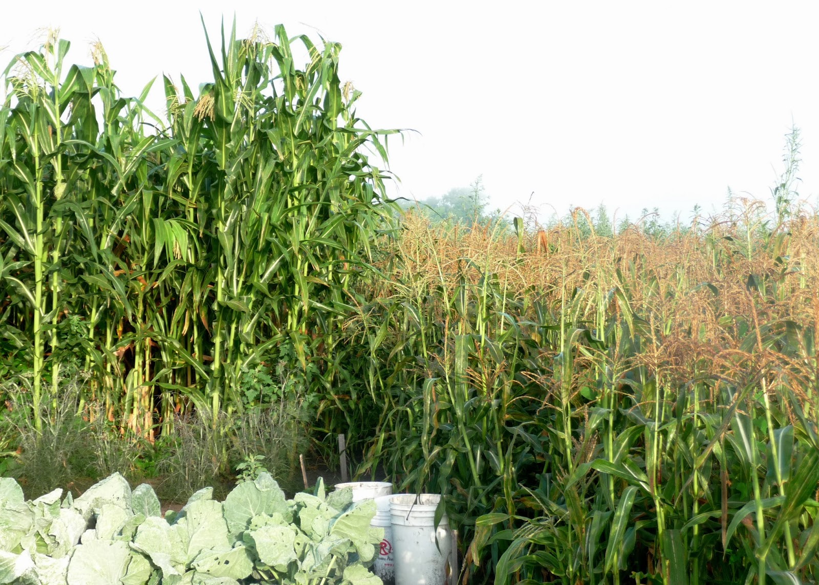 Alternative Roots Farm {FieldtoTable} Flint Corn