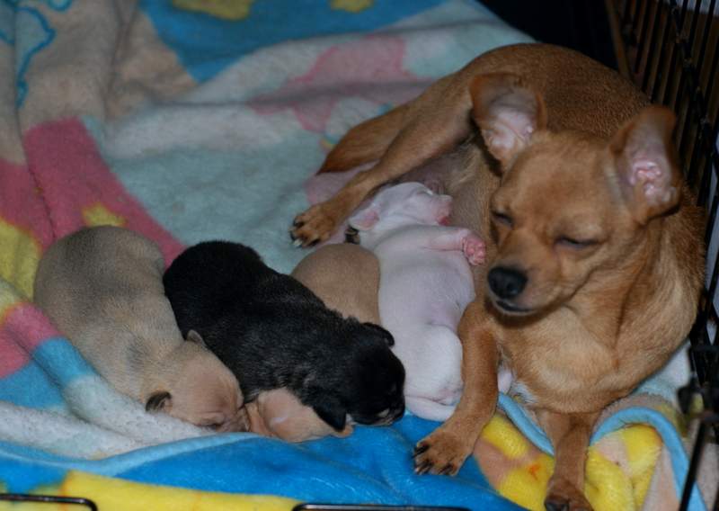 2 week old chihuahua puppies