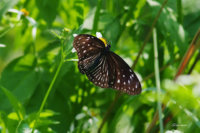 雞南山的端紫斑蝶