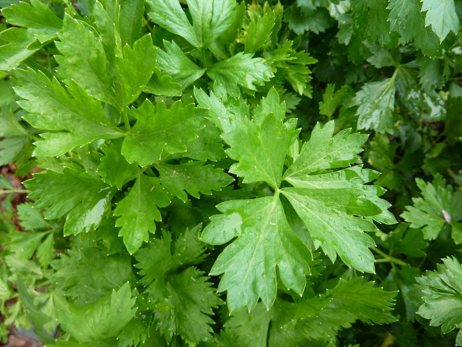 Grow It Eat It Celery pesto