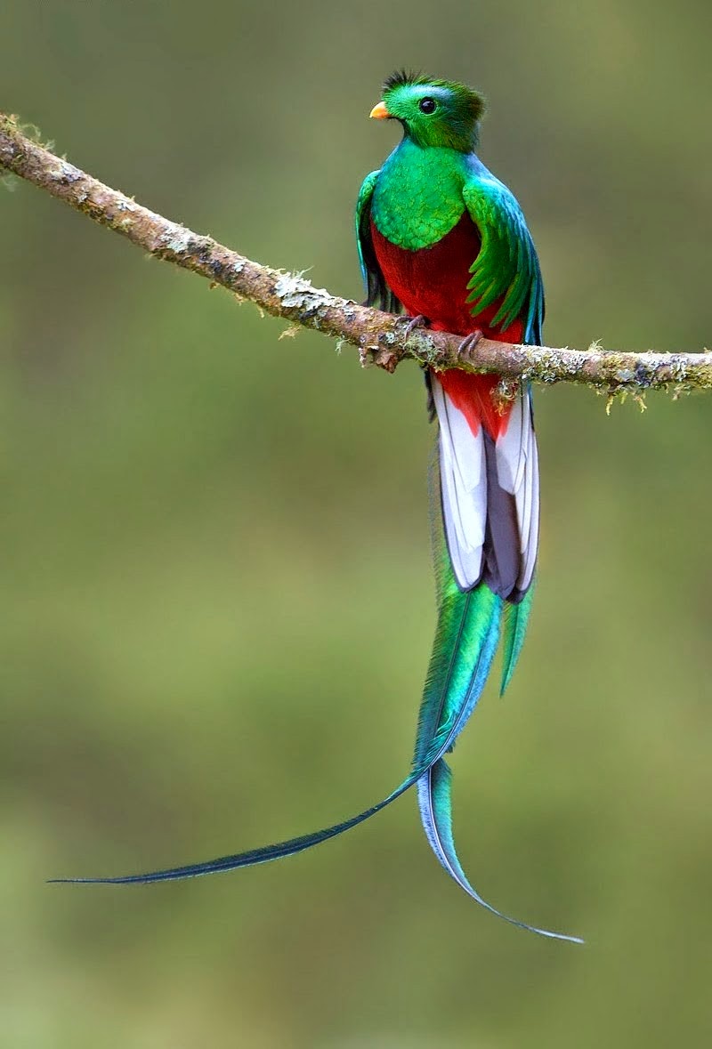 Exotic birds of unprecedented beauty PHOTOS0