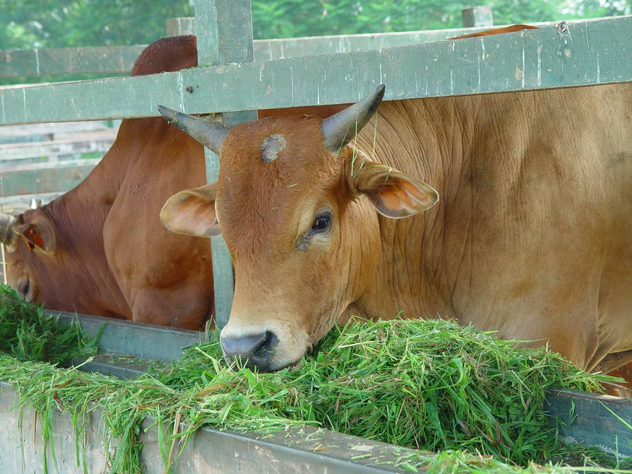 sebodoh-bodoh lembu pun sentiasa berzikir