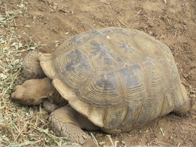 Tortuga gigante en la Reserva de Bandia, Senegal