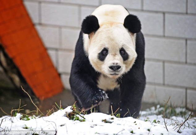 Thai Panda: Look, I can do a roly-poly! Super-cute panda celebrates the