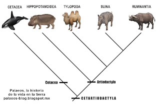 bueno africano semen bueno africano semen
