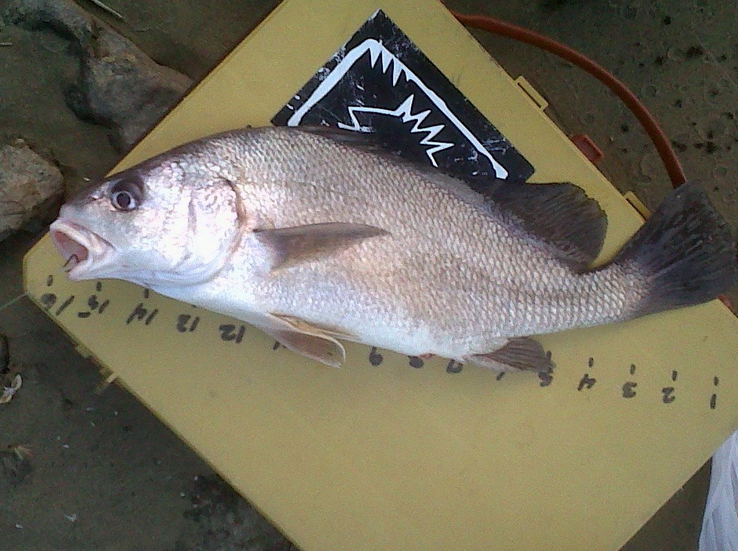 freshwater drum fish