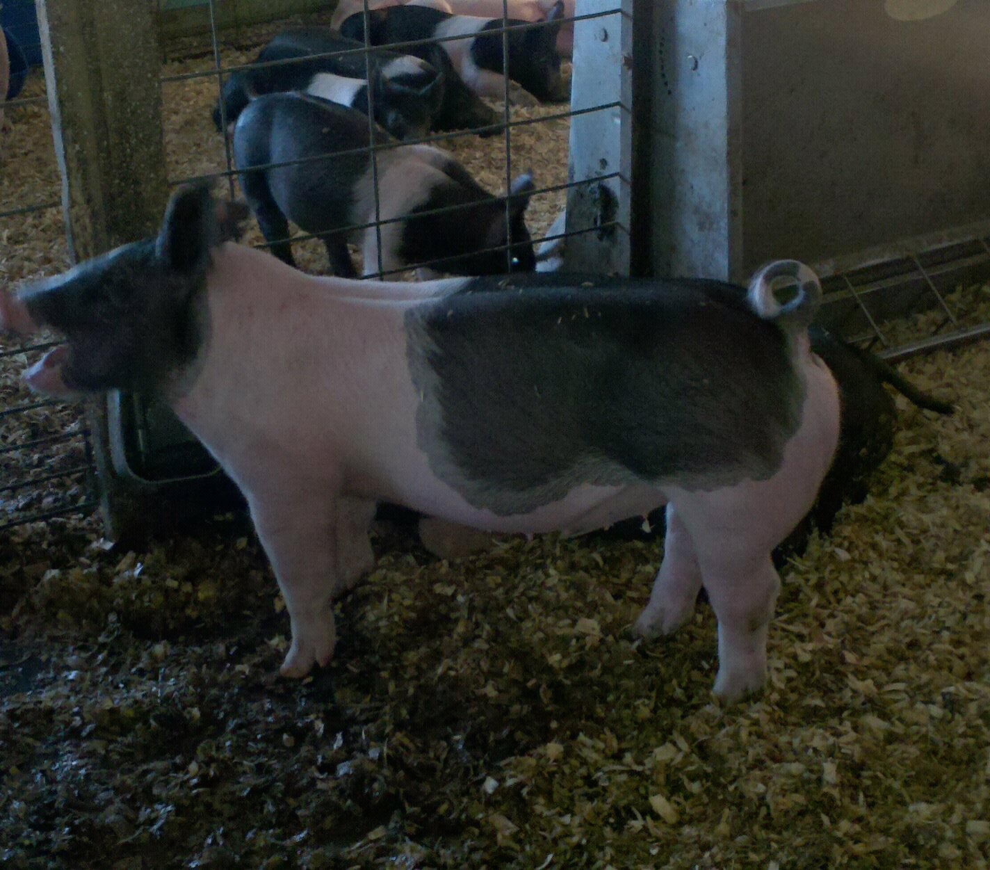 Thats a pretty good show pig Matt Lautner Cattle