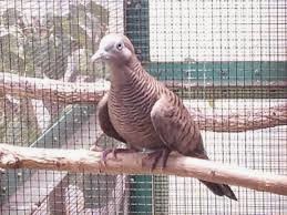 Cara Mempelajari Suara Perkutut Untuk Burung Kwalitas Kontes The