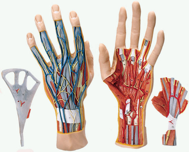 Human Anatomy Hand 032012» Vector Clip Art - Free Clip Art Images