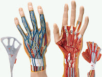 Hand Bone Diagram Hand Bone Diagram
