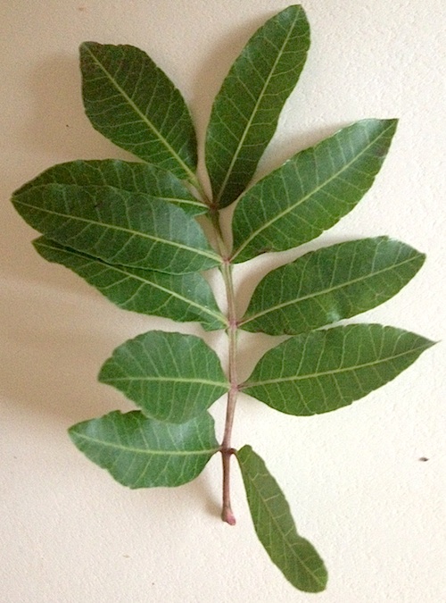 Theobrominated Wednesday Wildflower Brazilian pepper tree